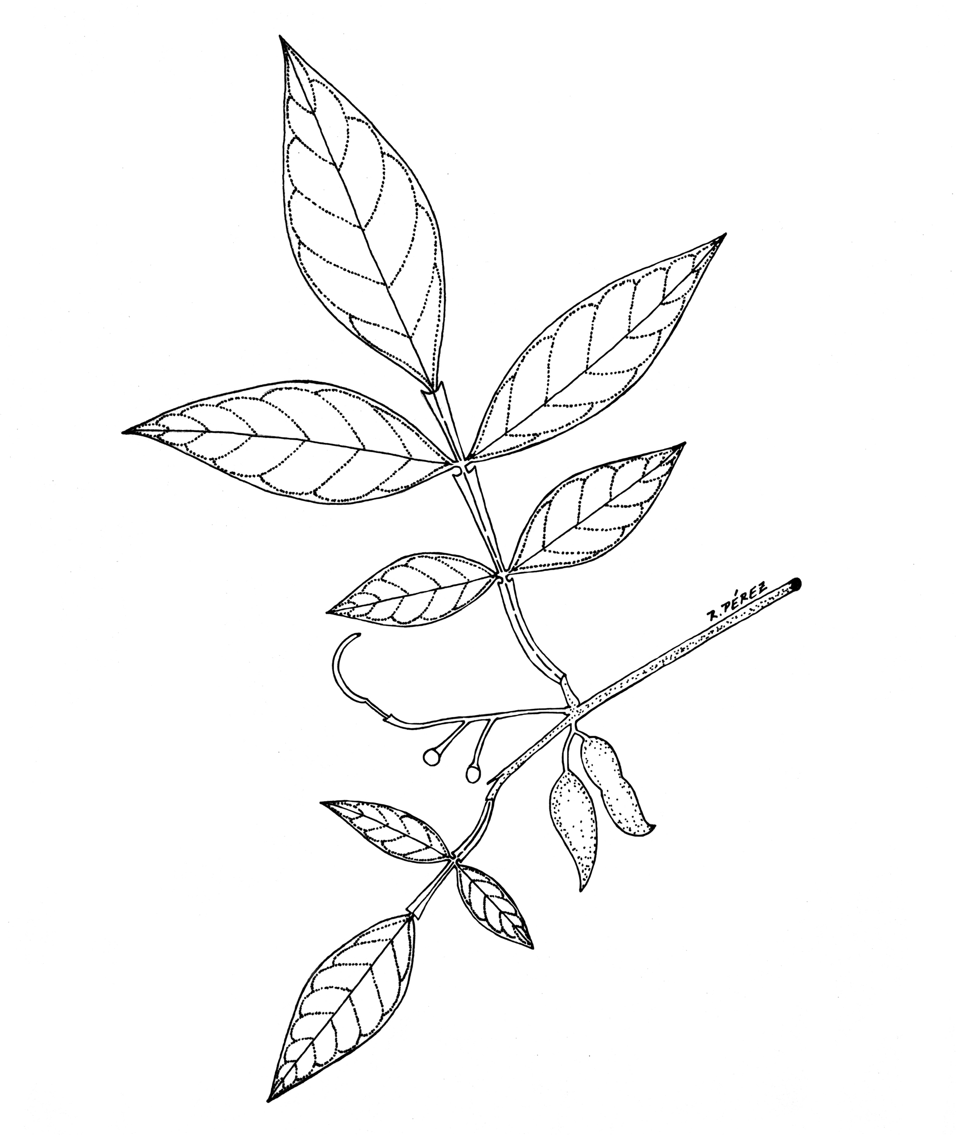 Panama Watershed Tree Atlas