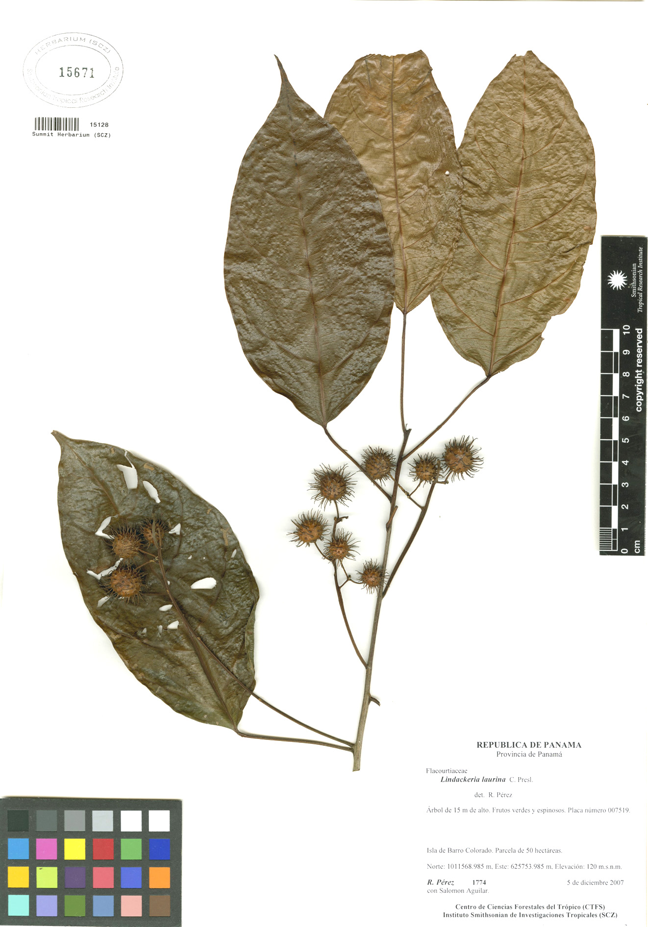 Panama watershed tree atlas
