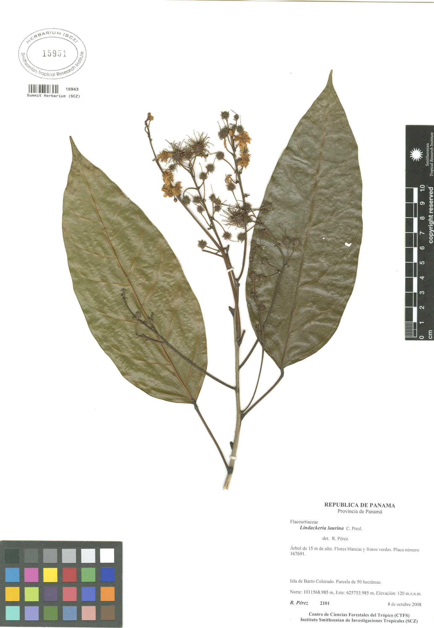 Panama watershed tree atlas
